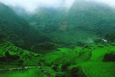 High angle view of agricultural field in foggy weather