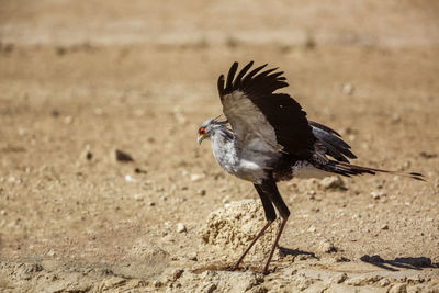 View of bird on field