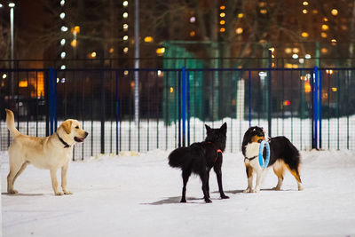 Dogs on snow covered landscape during winter