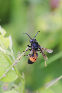 A wasp, in orange and black colors, standing on a branch, aceh