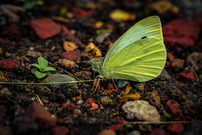 Insect on leaf in garden