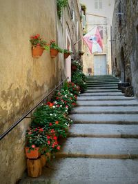 Low angle view of potted plants on steps amidst buildings