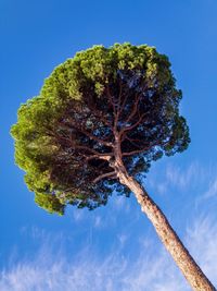 Low angle view of tree against blue sky