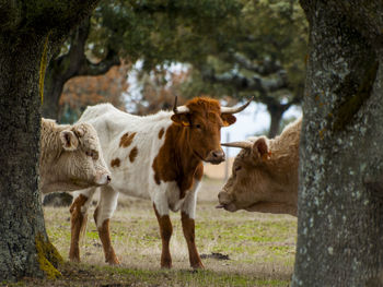 Cows standing on tree trunk