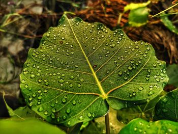 Close-up of raindrops on leaves