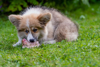 View of dog lying on grass