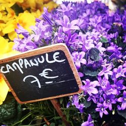 Close-up of purple flowers