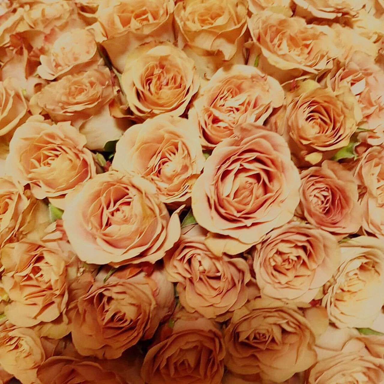 HIGH ANGLE VIEW OF ROSE BOUQUET ON WHITE ROSES