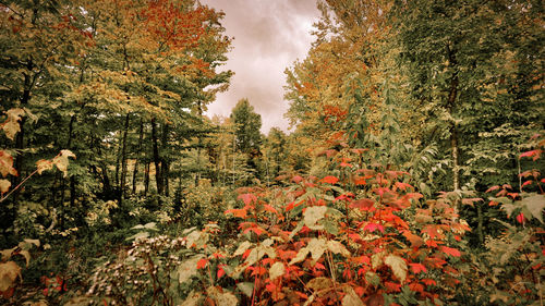 Trees and plants in forest during autumn