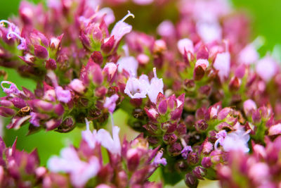 Close-up of pink flowering plants