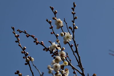 Low angle view of flowering plant against clear sky