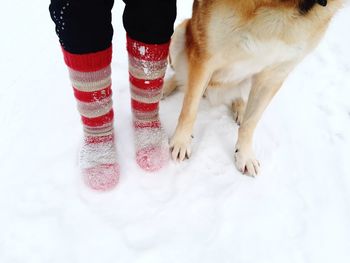 Low section of dog and woolsock covered human feet standing in snow