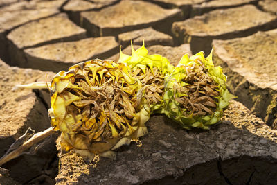 Close-up high angle view of flowers