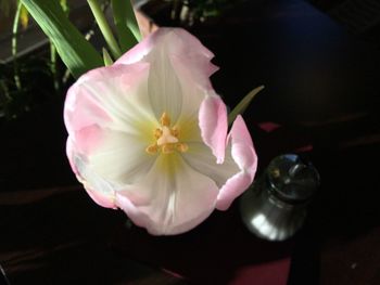 Close-up of pink flowers