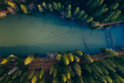 Scenic view of trees growing in forest