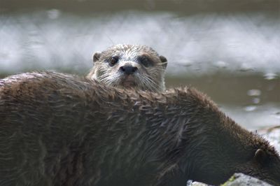 Close-up of an animal