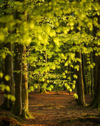 Trees growing on field
