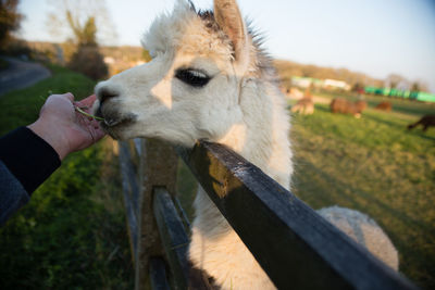 Close-up of hand feeding on field