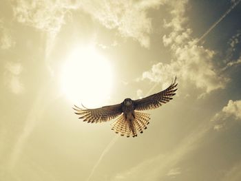 Low angle view of eagle flying