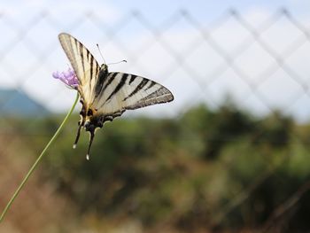 Butterfly on flower