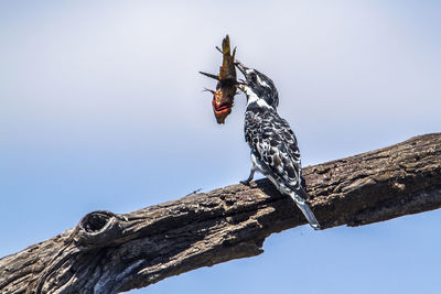 Low angle view of bird perching on tree against sky