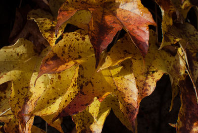 Close-up of dry maple leaves during autumn