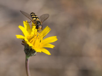 Close-up of insect on yellow flower