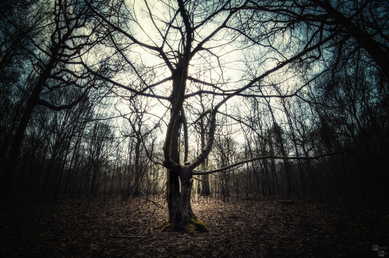 tree, bare tree, tranquility, branch, tranquil scene, tree trunk, nature, landscape, beauty in nature, scenics, growth, field, forest, sky, non-urban scene, woodland, outdoors, no people, day, clear sky