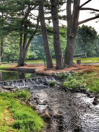 Scenic view of river amidst trees in forest