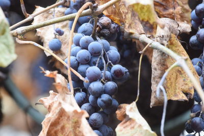 Purple grapes in the vineyard, fruit for making red wine