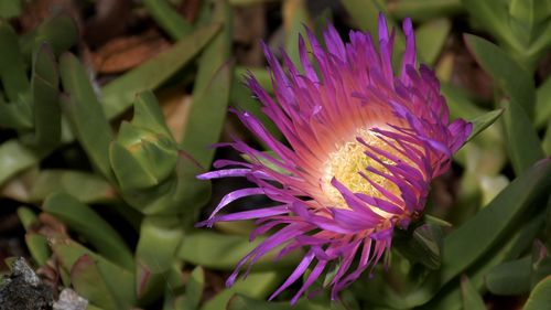 Close-up of purple flowering plant