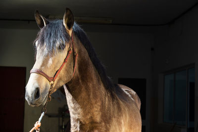 Horse standing in stable