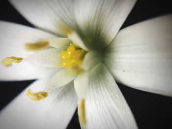 Close-up of yellow flower