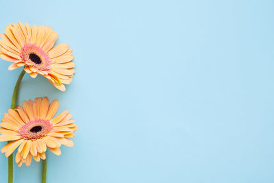 Pastel orange gerbera daisy flowers on light blue background, top view