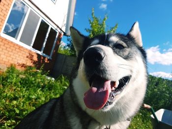 Close-up of dog in yard