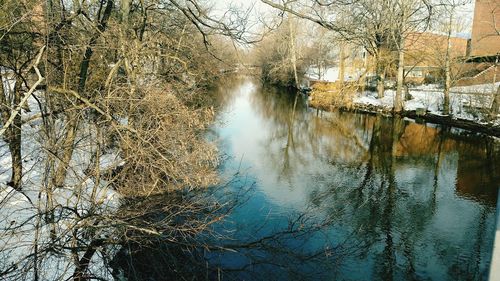 Reflection of trees in water