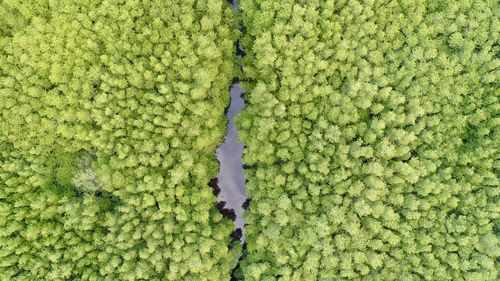 Full frame shot of plants