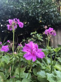 Close-up of pink flowering plant
