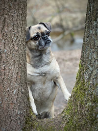 Portrait of dog on tree trunk