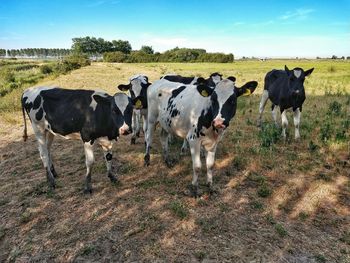 Cows standing in the field