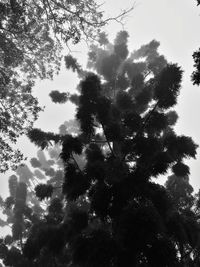 Low angle view of trees in forest against sky