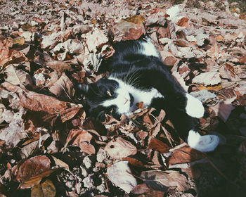 High angle view of cat lying on fallen leaves during autumn