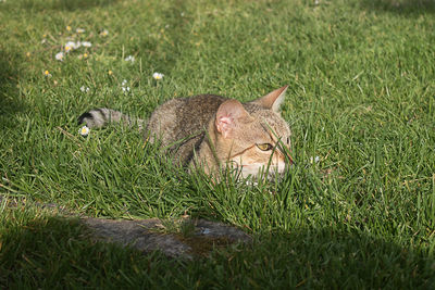 Cat lying in a field