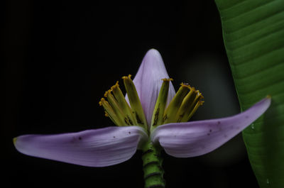 Close-up of fresh purple flower against black background
