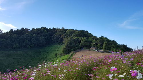 Flowering plants and trees on field against sky