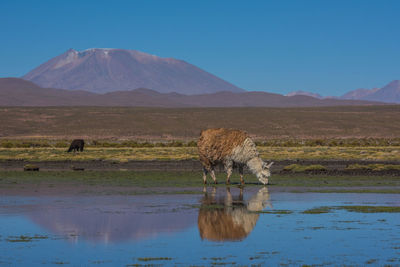 Llamas grazing by lake against mountains