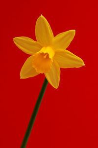 Close-up of yellow flower against red background