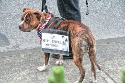 Dog standing on road