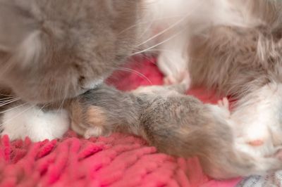 Close-up of cat sleeping