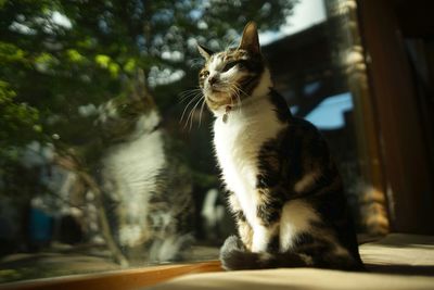 Cat sitting on a window